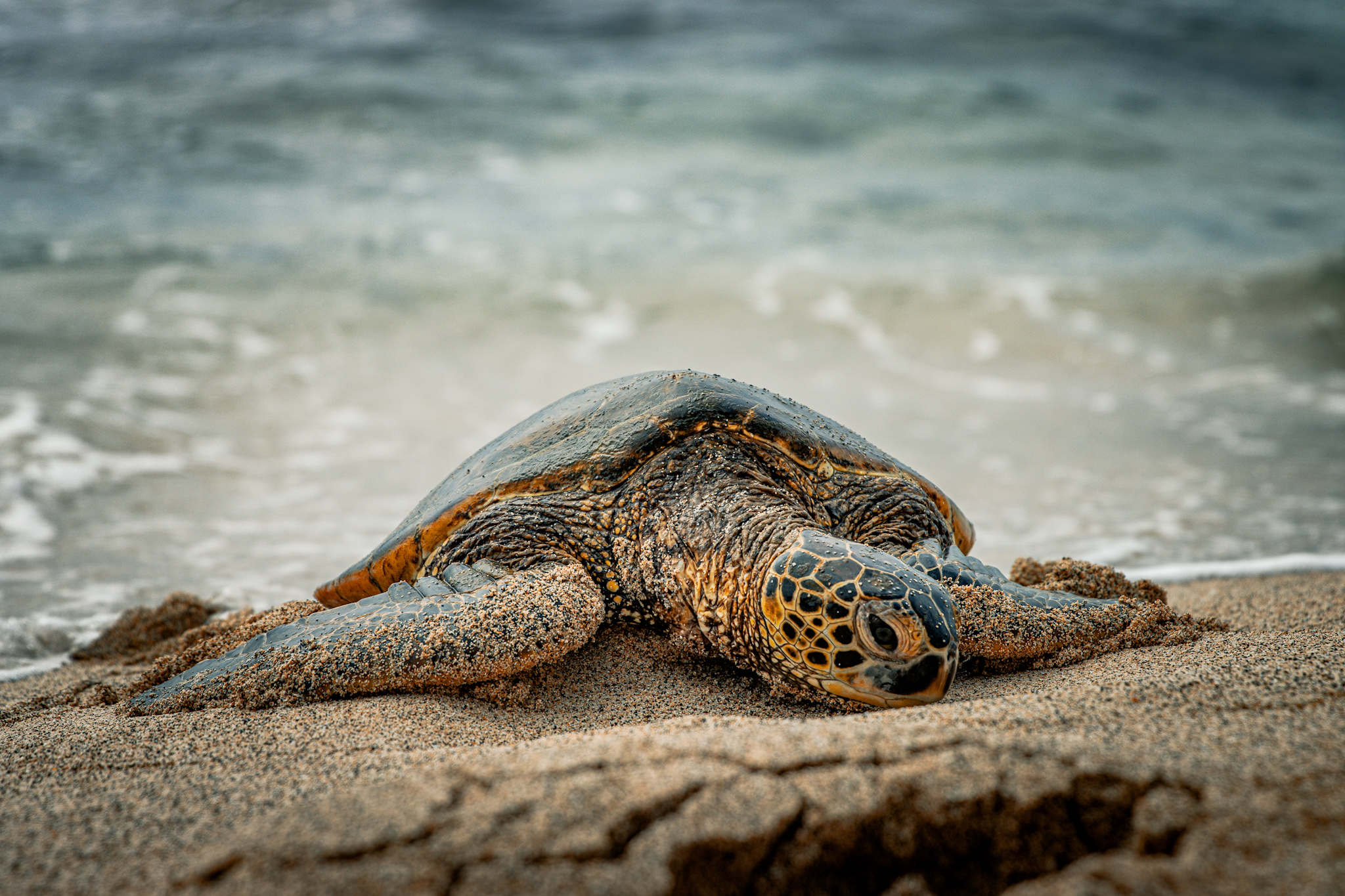 Sea Turtle